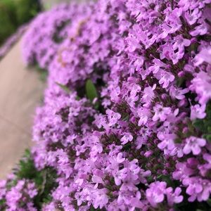 Meet your Posher, Dane